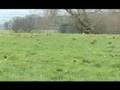 Dancing cows