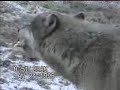 Howling Wolfies! Howling Wolfies!