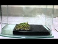 可憐的小青蛙就這樣被角蛙吞噬了!