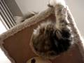ヌーノクラブ　お預かりの猫ちゃん