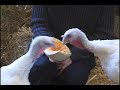 Corey Feldman Adopt-A-Turkey PSA