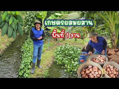 เกษตร​ผสมผสาน​ พื้นที่่ 1 งาน!! สร้างรายได้วันละ​ 1000​ บาท ทำได้จริง!!