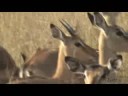 Impala