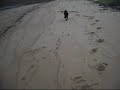 Dog Training and Obedience Success 2