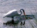 Hungry Heron eating in UltraSlo motion Hungry Heron eating in UltraSlo motion