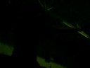 Eowyn- Silent Screams - LIVE @ Kettle Moraine High