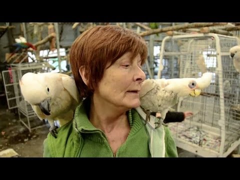parrot - Parrots are among the most intelligent birds in the world. As a pet, there is something undeniably remarkable about them. But the woman with the largest coll...