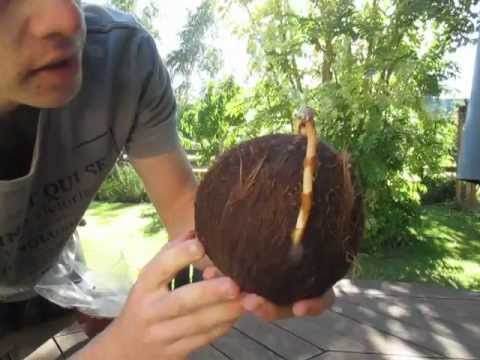 how to fertilize coconut palm trees