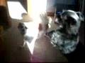 Affenpinscher video
