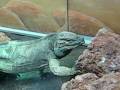 videos de Rhinoceros Iguana