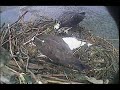 MNSA Osprey-Cam 3rd Hatchling 5/26/08 MNSA Osprey-Cam 3rd Hatchling 5/26/08