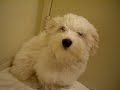 Shau Bai is 24 weeks old. Hair dryer after bath.