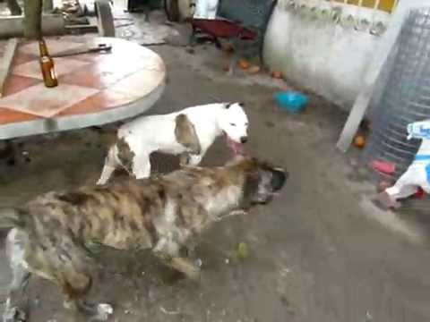 boerboel