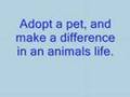 Adopt a pet