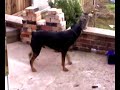 Rottweiler vs Cat - Are Rotties really nasty dogs? Rottweiler vs Cat - Are Rotties really nasty dogs?