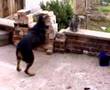 Rottweiler vs Cat - Are Rotties really nasty dogs?