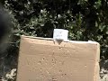 AS-shooting practice