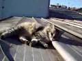 Arsinoe descansando en techos vecinos