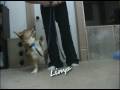 Lance Hind End Awareness Tricks