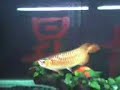 Arowana Vs. Bull Frog 2