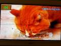 喋る猫『マグロ、うまいうまい』