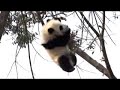 Panda is saved