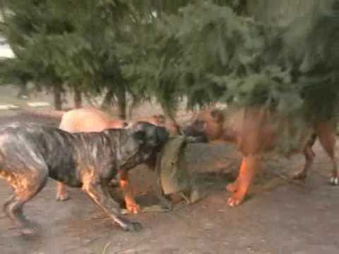 presa canario