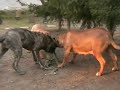 presa/dogo canario puppies playing  hungary 