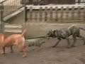 presa/dogo canario puppies playing  hungary 