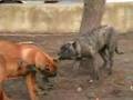 PRESA/DOGO CANARIO puppies playing (Hungary)