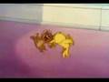 Funny Punjabi Tom and Jerry