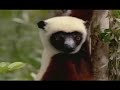 In The Wild : Cleese With Lemurs 3/7