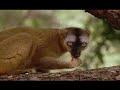 In The Wild : Cleese With Lemurs 3/7