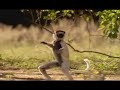 In The Wild : Cleese With Lemurs 3/7