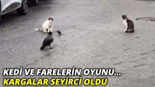 İstanbulda sokaklarda kedi ve farelerin oyunu Kar