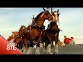 2007-11-05 | KETC | Living St. Louis | Clydesdales ~> Anne-Marie Berger looks into the history of the famous Anheuser Busch Clydesdales. In 1903, August Busch. Sr. bought 281 acres from Ulysses S.  (08:16)