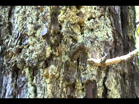 how to collect resin