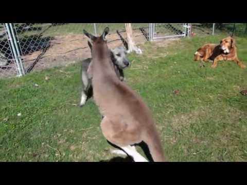 PUPPY AND KANGAROO PLAY CHASE