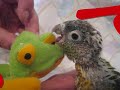 Green Cheek Babies Learning to Perch