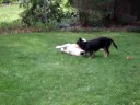 Randy, Fergus, and Penuche Wrestle 2 of 4