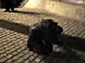 Peleas 3
