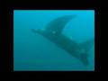 Mantarralla en Farallón Centinela