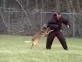 S.W.A.T. Team K-9 Training S.W.A.T. Team K-9 Training