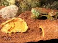 Emperor,Scorpion,New