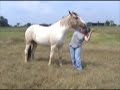 SOLD. Congrats to her new owner! Blue is going to be exported to UAE, Dubai. Khitans Blue Te is an 8 year old pinto buckskin mare with blue eyes. She has training for trail riding, dressage, and tricks.  Currently in dressage training in Texas. Contact Donna DeYoung at skyhorseranch @ msn.com for more info.
