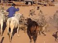monkey and cow feeding time in india