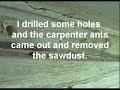 carpenter ants removing sawdust from a hole i drilled in their/my house.