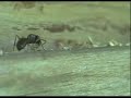 carpenter ants removing sawdust from a hole i drilled in their/my house.