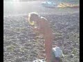 labrador al mare