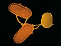 Célula procariota